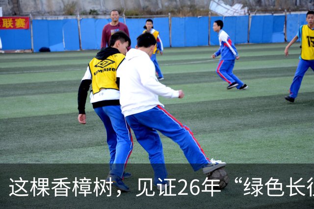 这棵香樟树，见证26年“绿色长征”